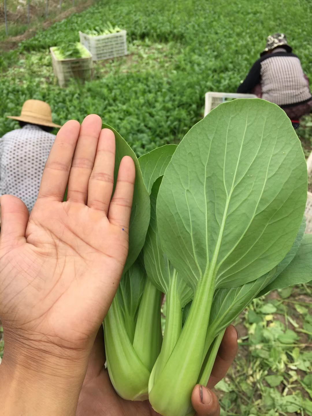 金品1夏青梗菜 精品青菜 货源稳定 保质保量 一手货源