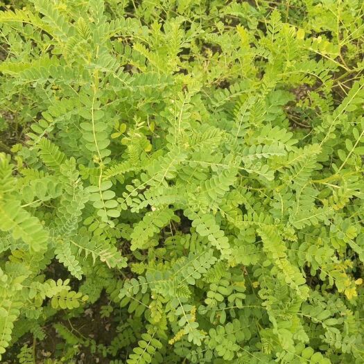 岷县黄芪切片 