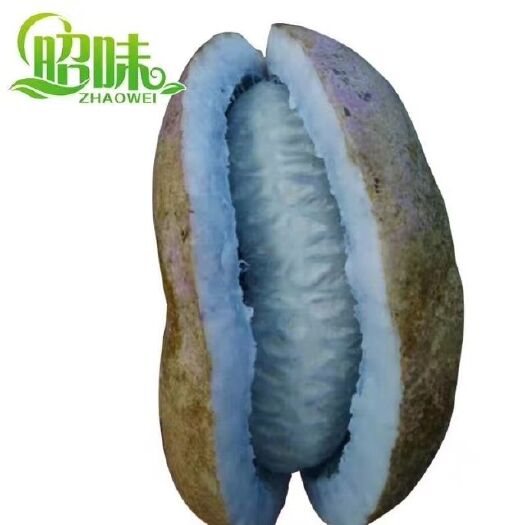纳雍县天紫二号八月瓜 种植 150g以上
