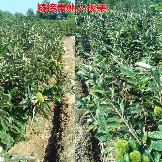 泰安泰山板栗苗 嫁接苗 1~1.5米