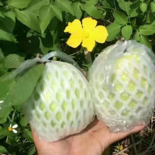 漳州白心芭乐番石榴
