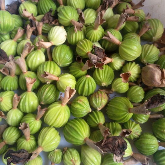 贞丰县砂仁 