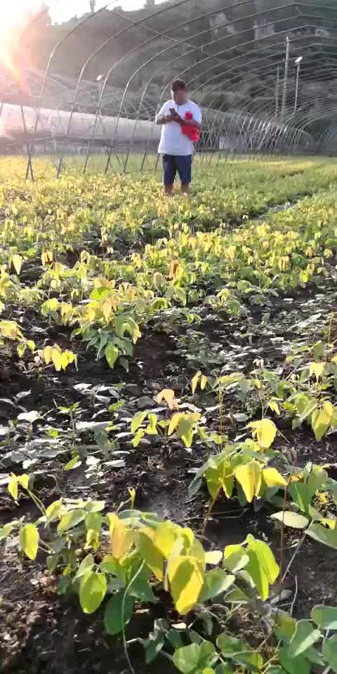 纳雍县八月瓜苗