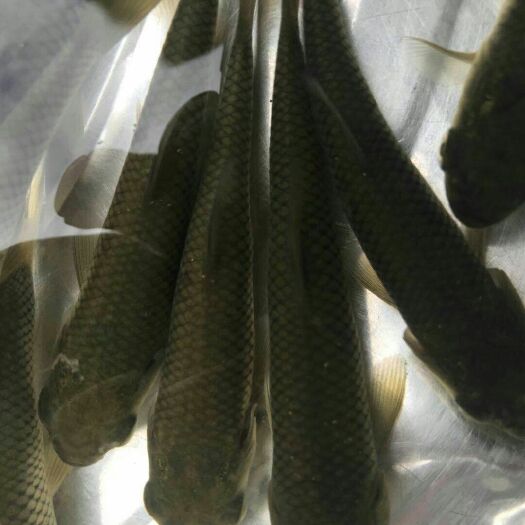 重庆市草鱼苗 统货