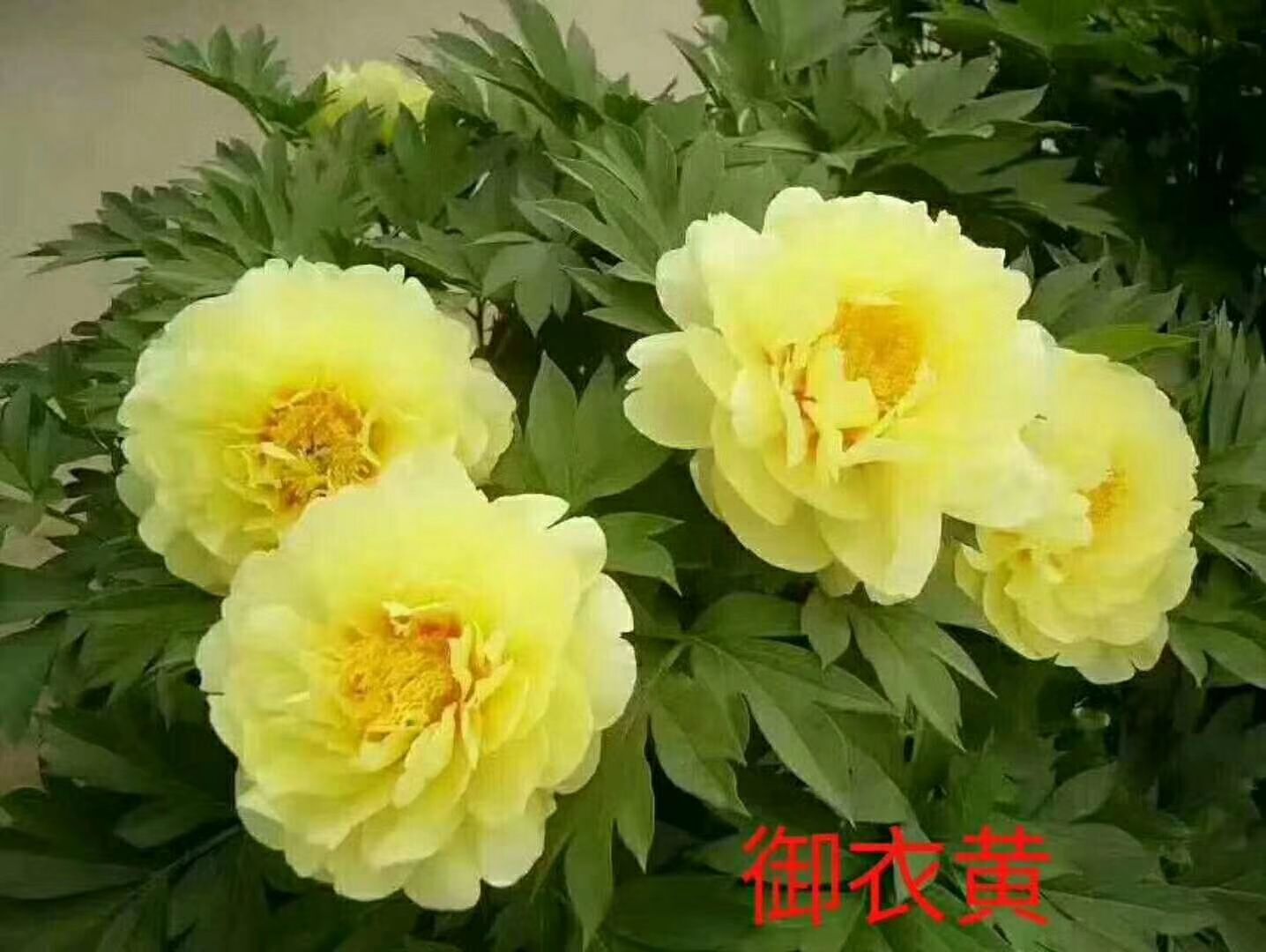 菏泽牡丹 观赏牡丹 洛阳牡丹 牡丹苗 盆栽牡丹 庭院花卉