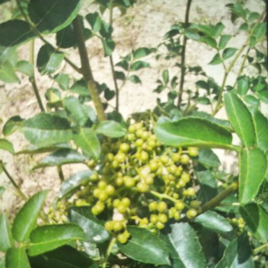 泰安无刺花椒苗 
