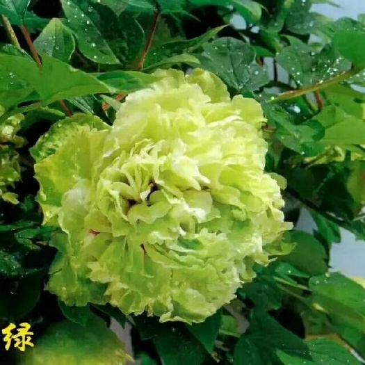 菏泽菏泽牡丹 观赏牡丹 洛阳牡丹 牡丹苗 盆栽牡丹 庭院花卉