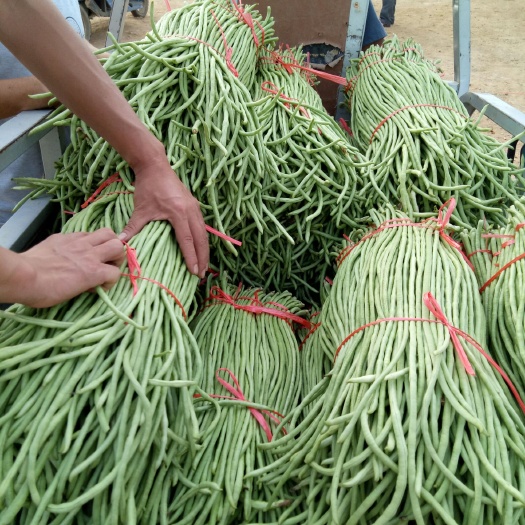 莒县绿龙豆角 50cm以上 不打冷