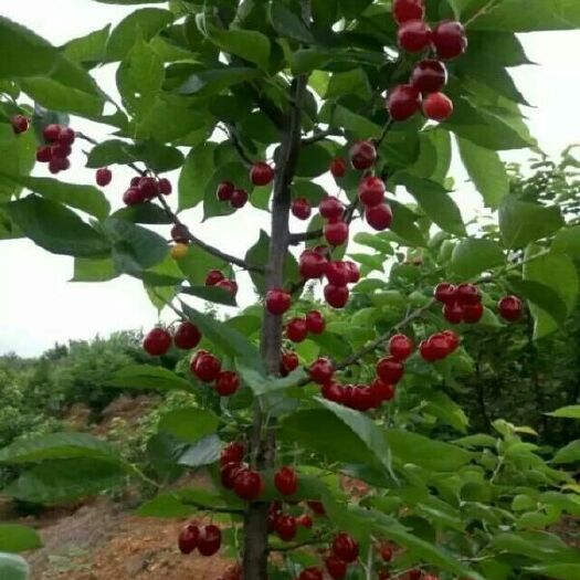 纳雍县玛瑙红樱桃树苗 