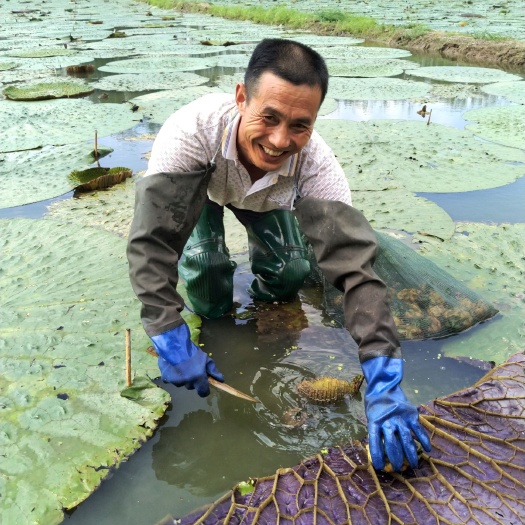 涟水县芡实 新鲜速冻