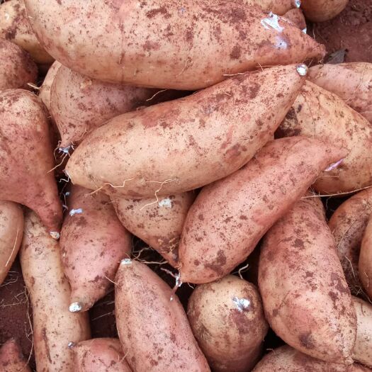 弥勒市黄金蜜薯  ，产自云南大山里的高原蜜薯(灰薯)