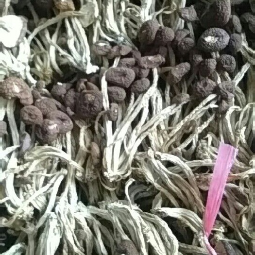 南丰县广昌5号茶树菇 8~10cm 未开伞 干茶树菇 