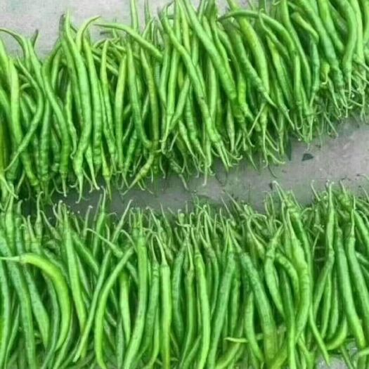 忻州二荆条辣椒 15~20cm 靑色 中辣 