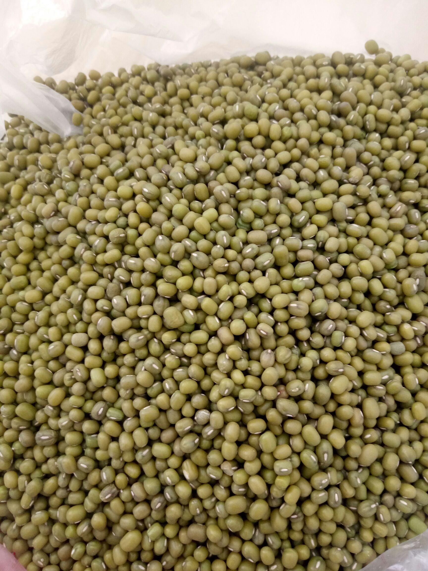 东北绿豆 散装 1等品