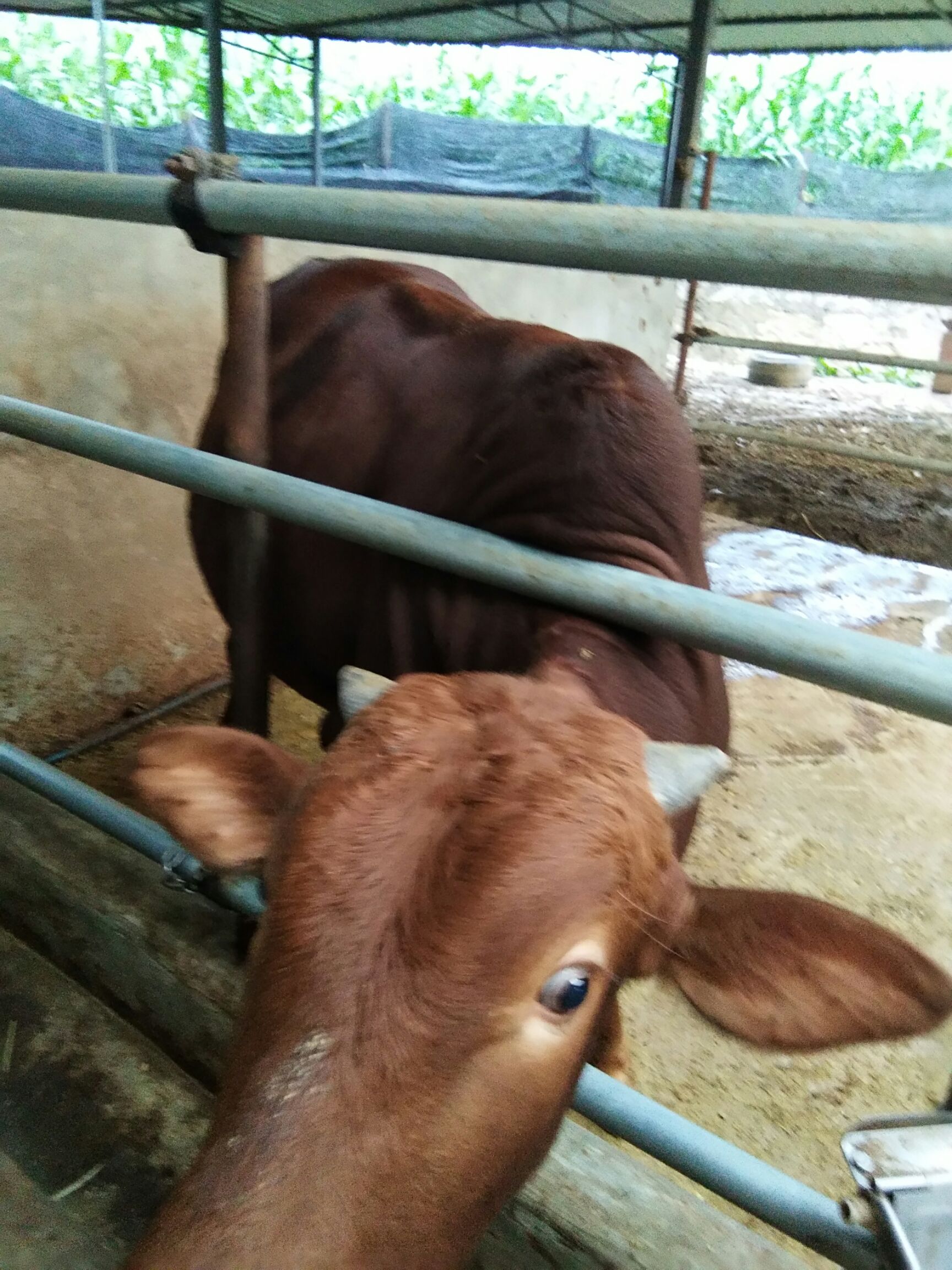 肉牛 1000斤以上 统货