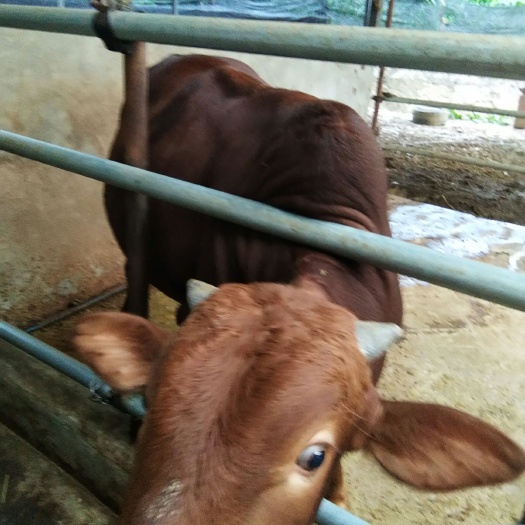 凤庆县肉牛 1000斤以上 统货