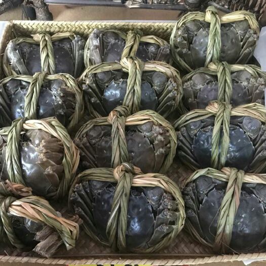 泰州兴化大闸蟹 2.5-3.0两 公蟹