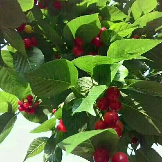 纳雍县玛瑙红樱桃树苗 