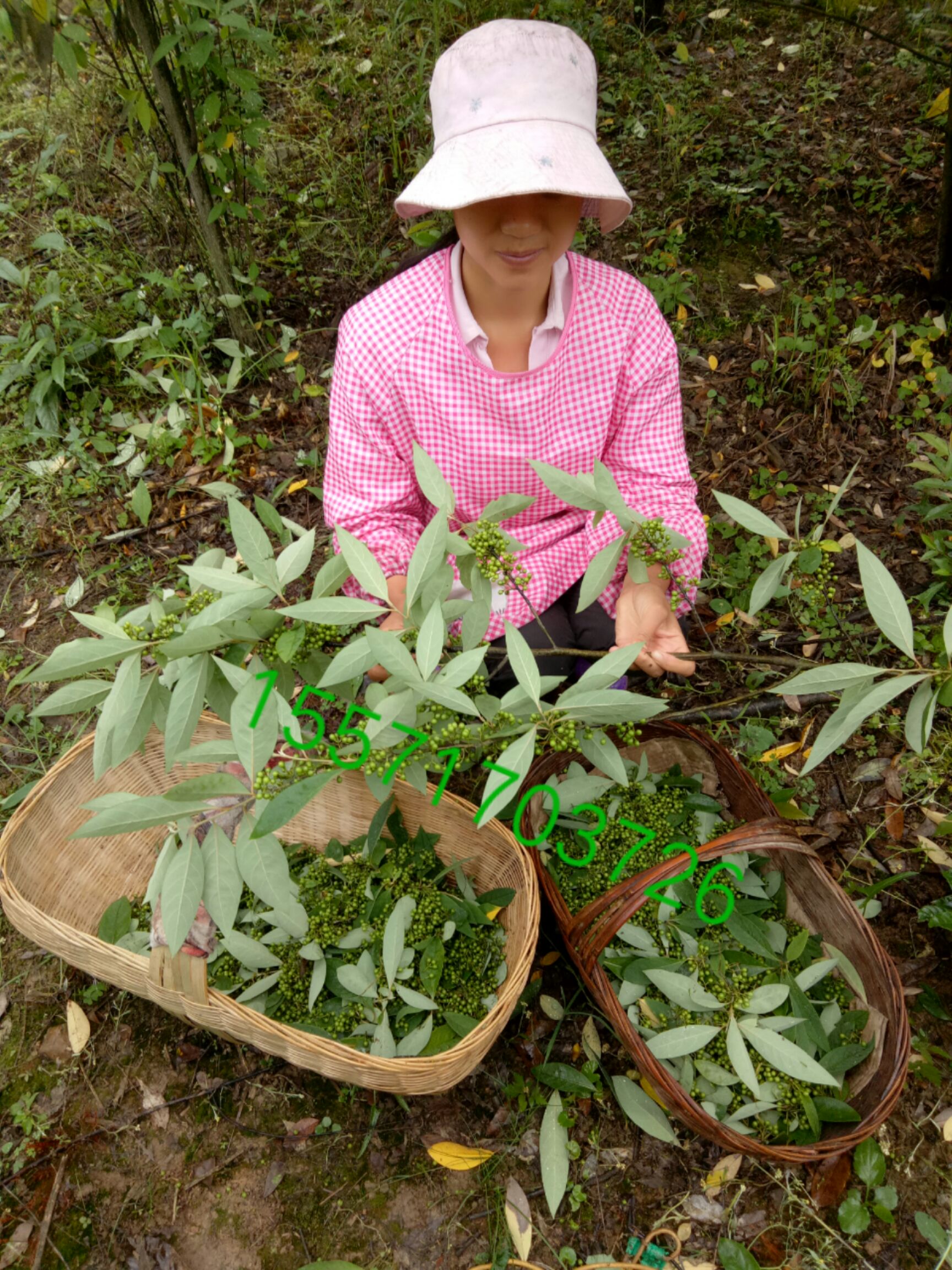 山胡椒