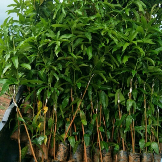 白沙县台农芒果苗