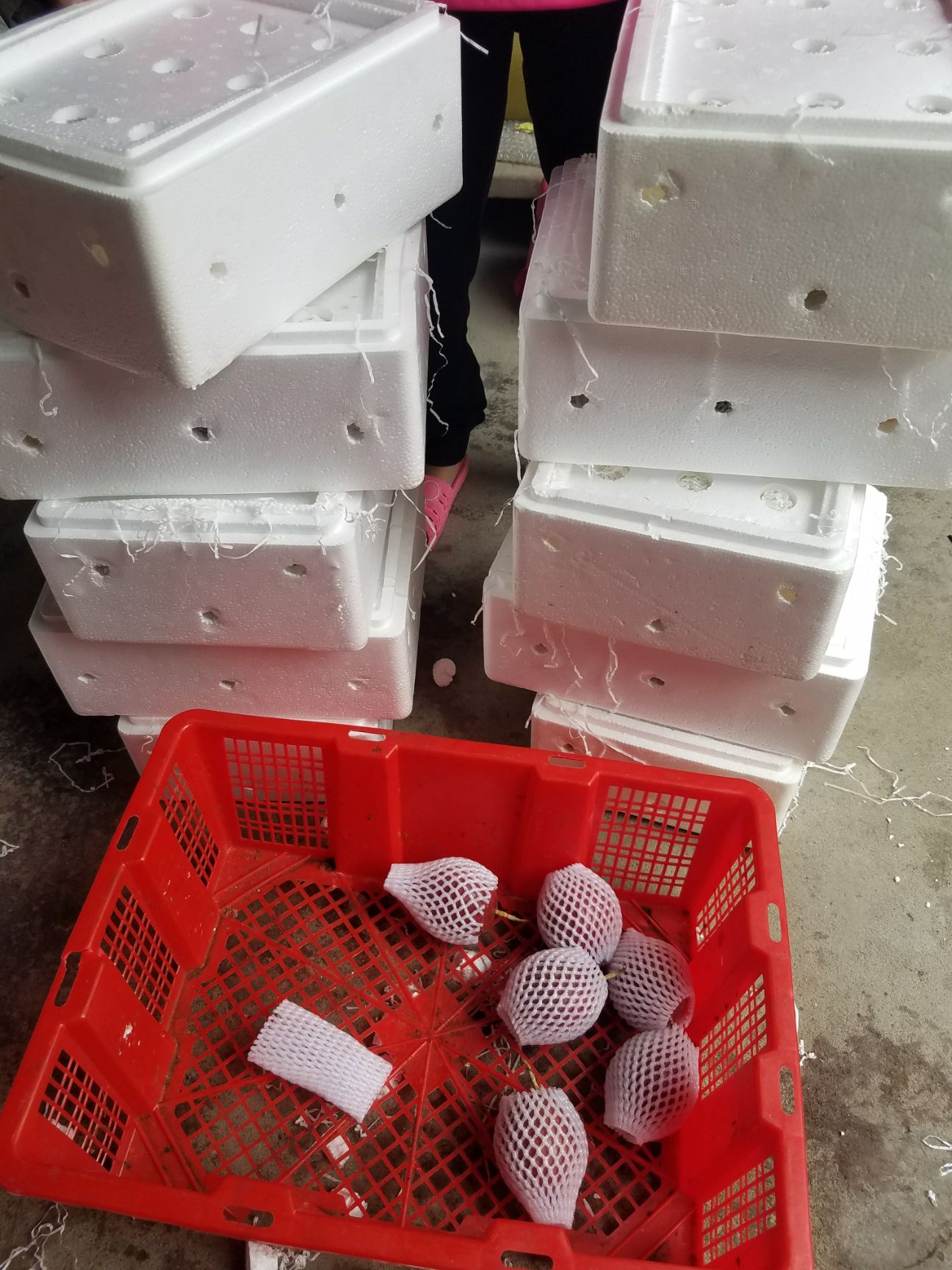 紫红色百香果 60 - 70克 