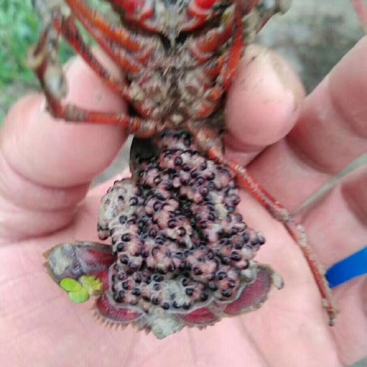 监利市中国龙虾 种虾