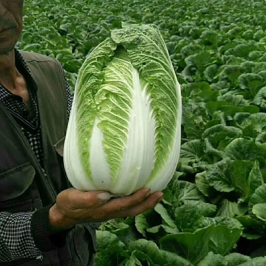 蔚县旱地万亩黄心大白菜，大量现货，每天价格在变动，老板来采够吧