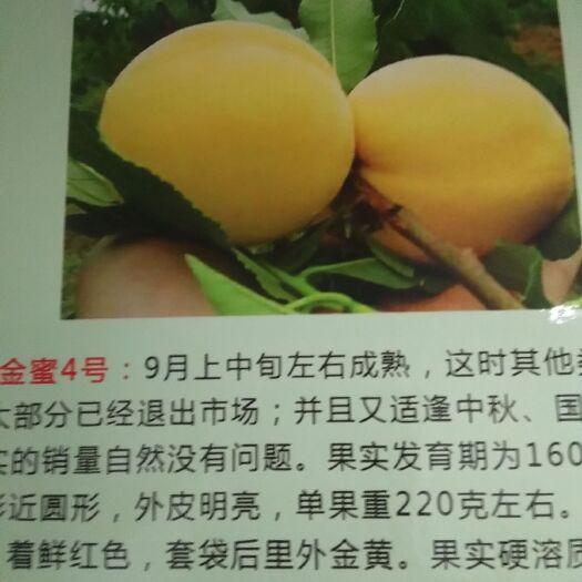 昌乐县嫁接桃树苗 1~1.5米