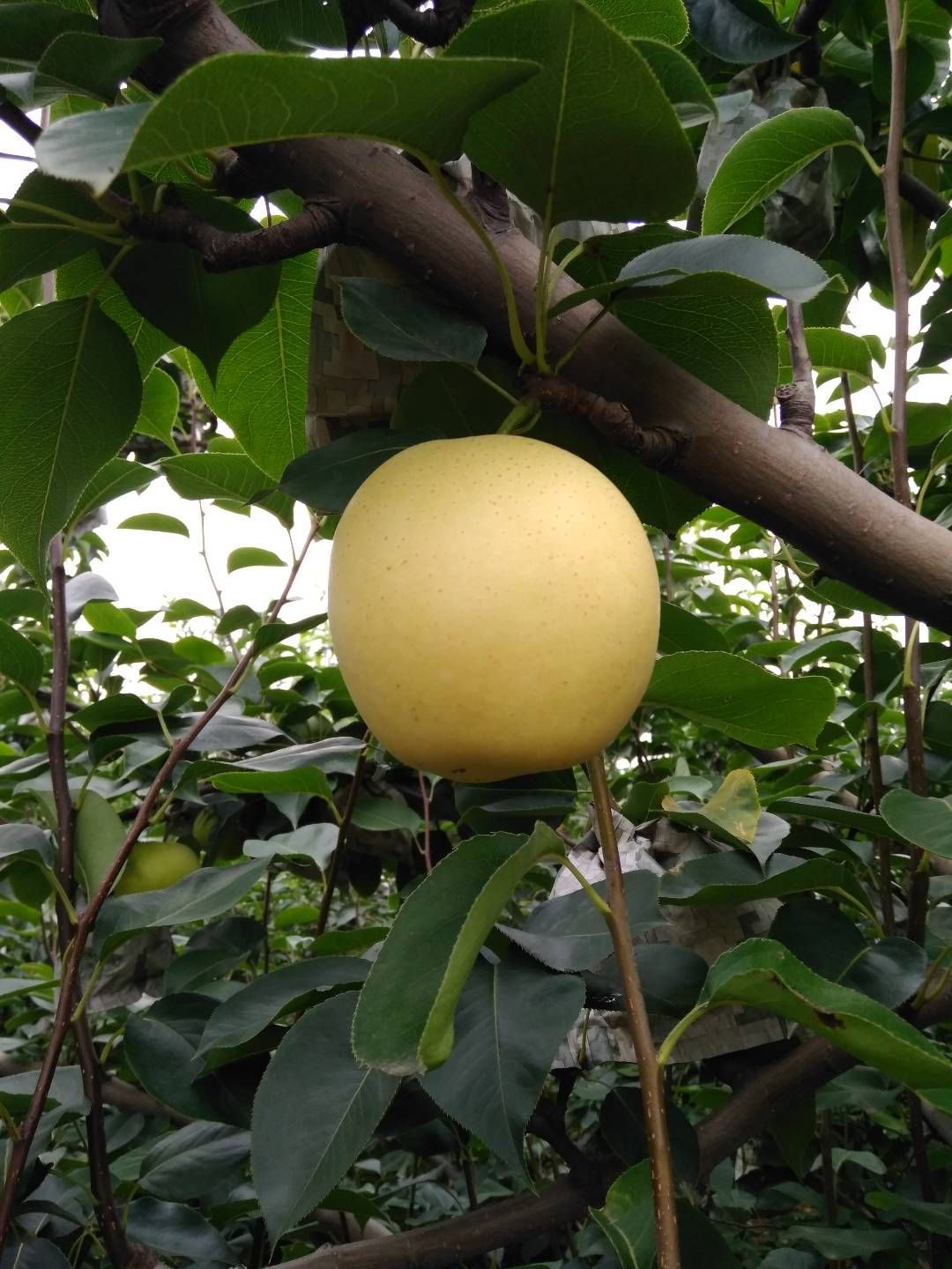 丰水梨 350-400g 85mm以上