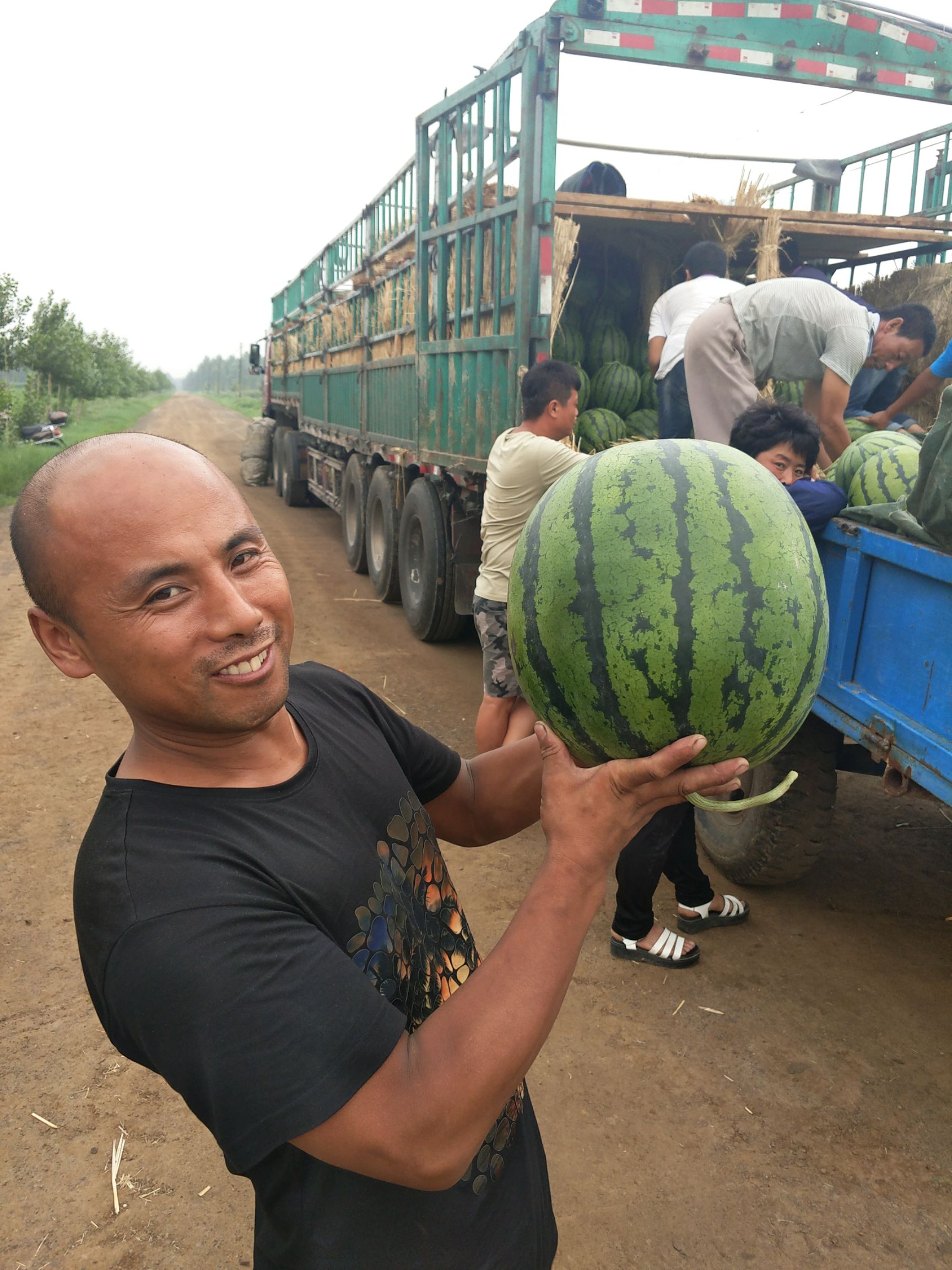 西瓜，优质吉林西瓜。批量供应，可视频看货，代发全国。