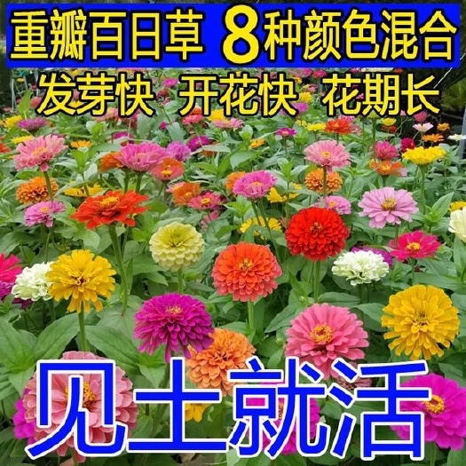 沭阳县百日草种子