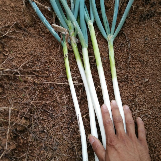 安顺铁杆大葱  高山蔬菜，无污染，天然，使用的是有机复合肥，口感好