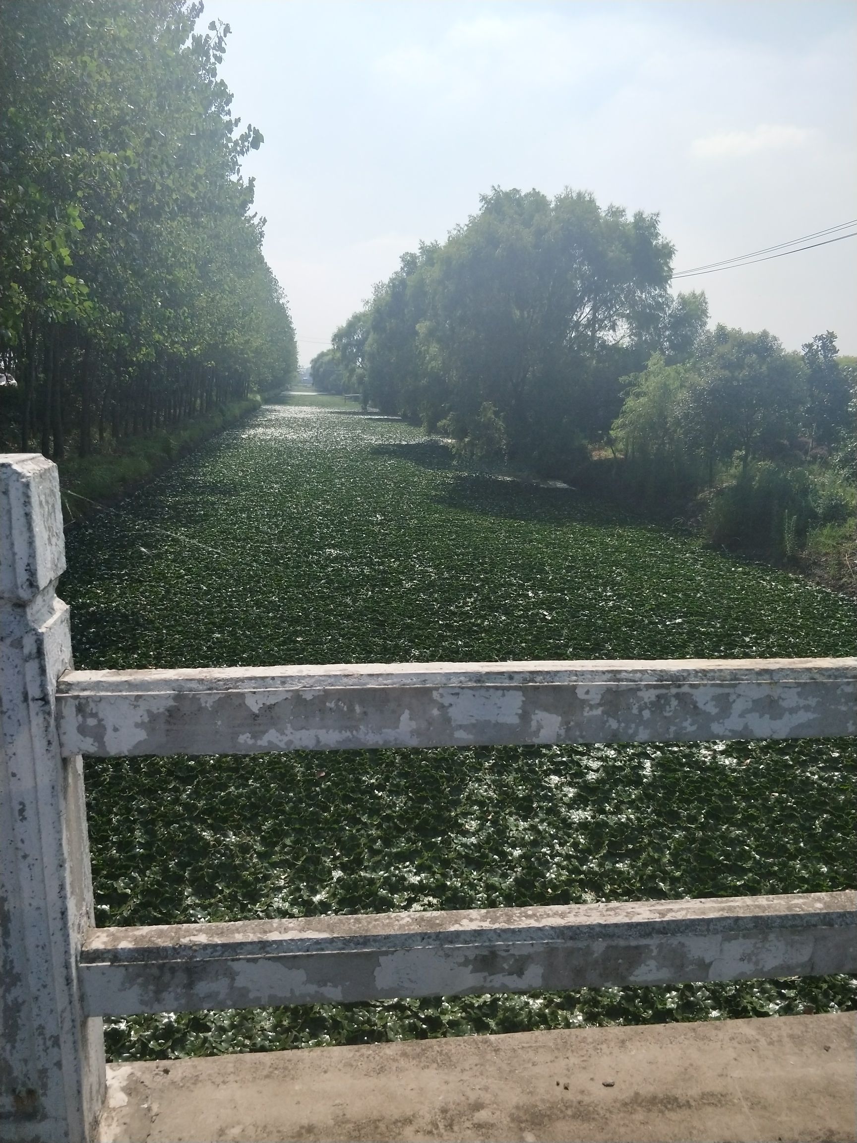 去皮菱角 两角