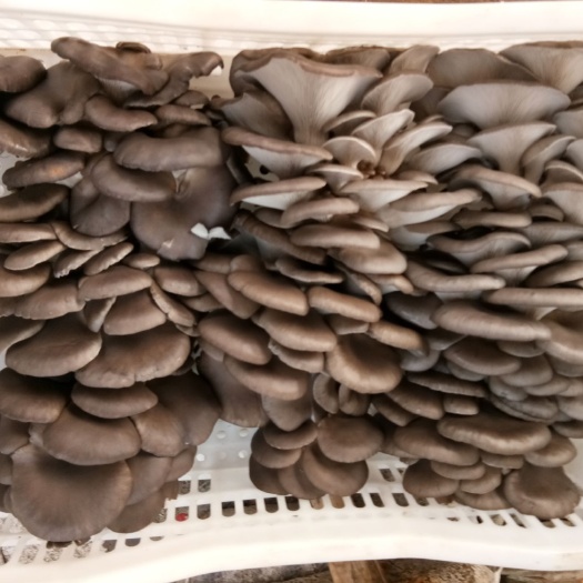 辉县市鲜平菇 3-5cm 厚 浅灰色