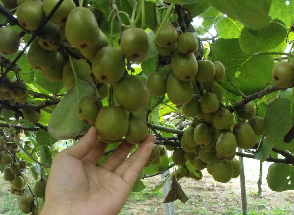 红心猕猴桃 70克以上