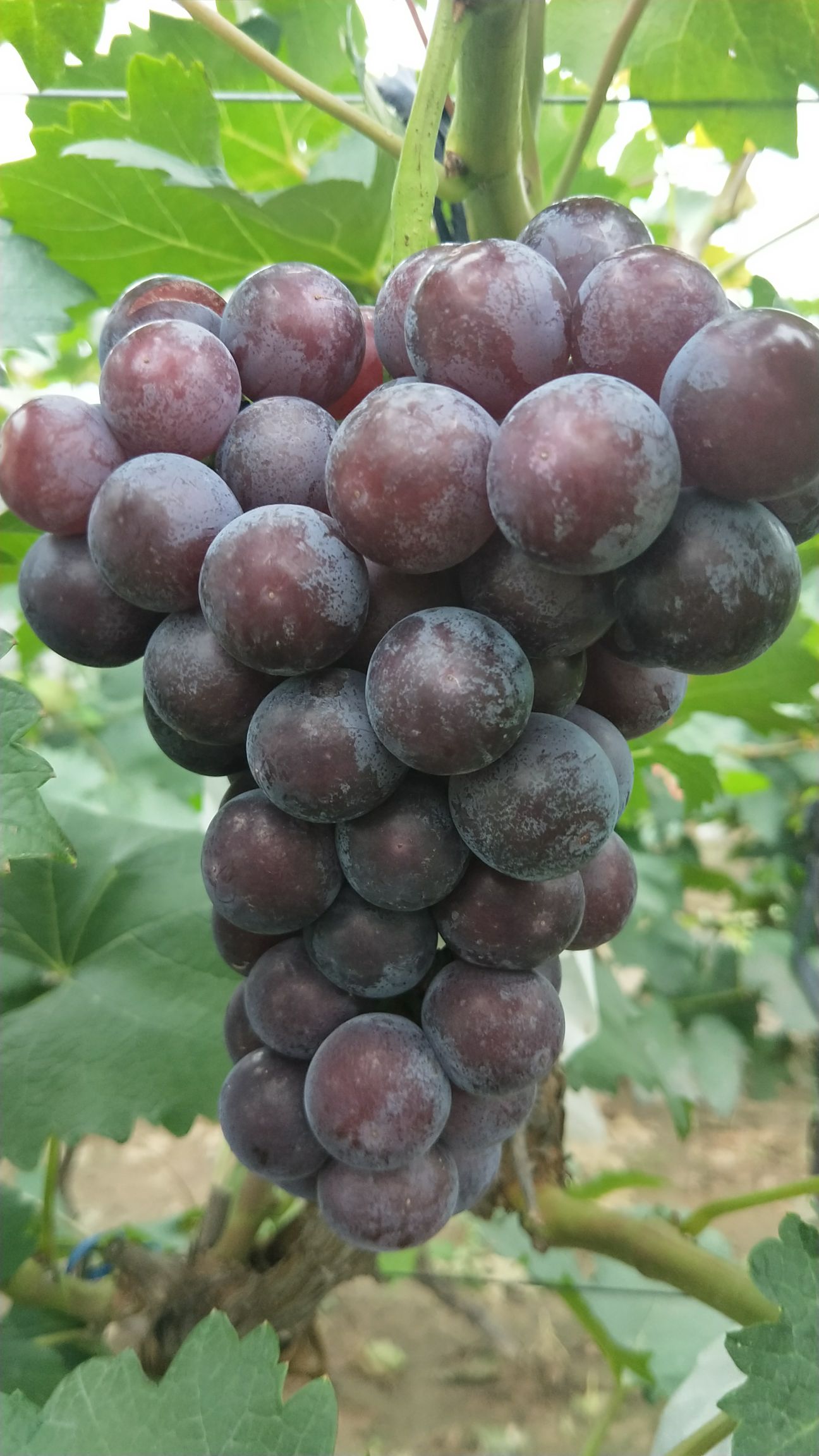夏黑葡萄 2斤以上 5%以下 1次果
