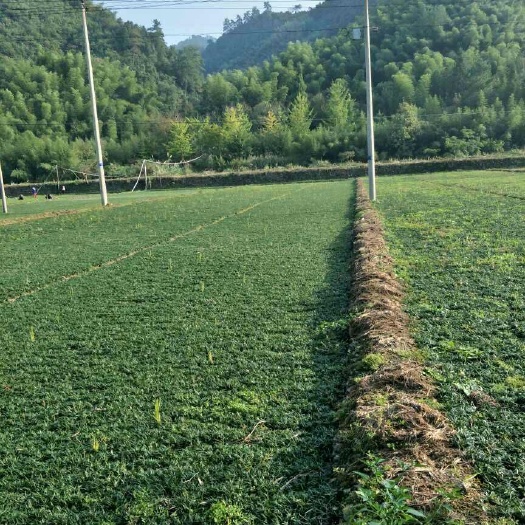 杭州玉龙草