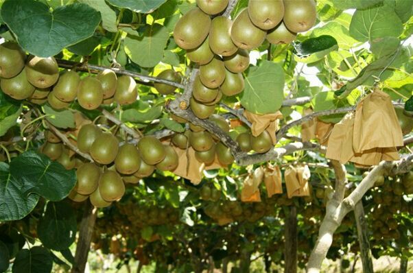 红心猕猴桃 70克以上