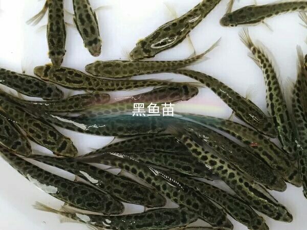 广州乌鳢苗