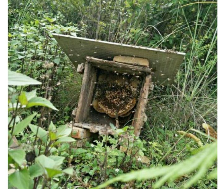 一年一季农家土蜂蜜深山】深山木桶蜜野。蜂蜜