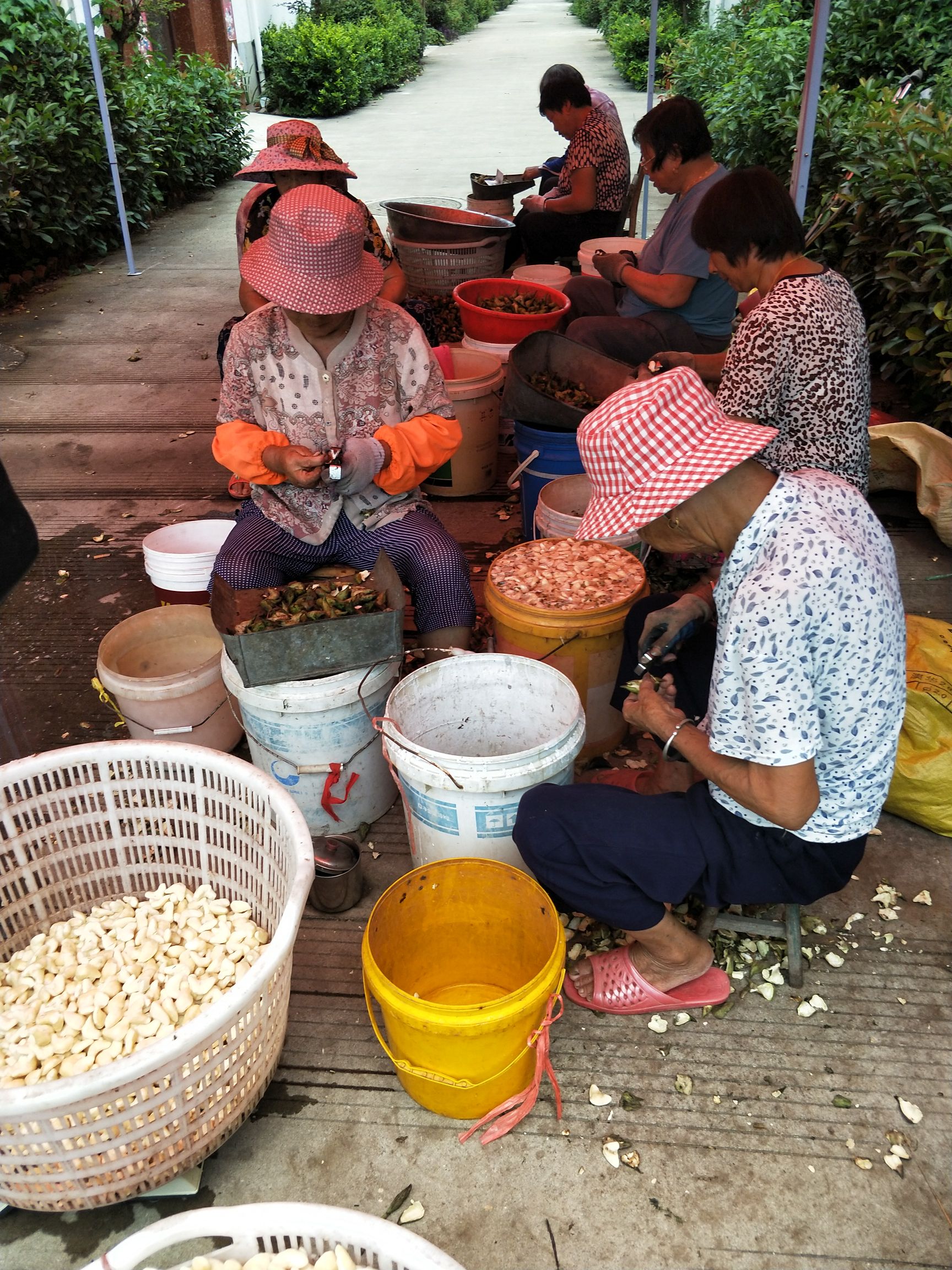 去皮菱角 两角