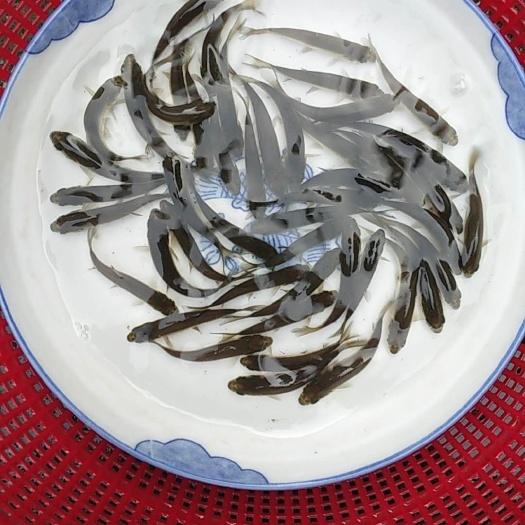 眉山青鱼苗