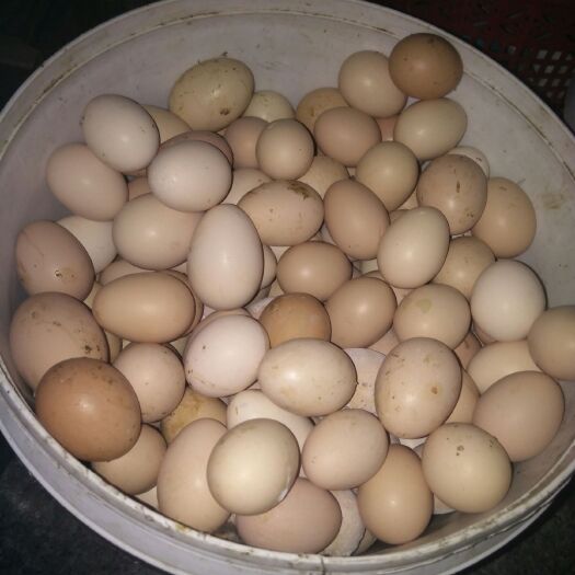淮安土鸡蛋 食用 箱装