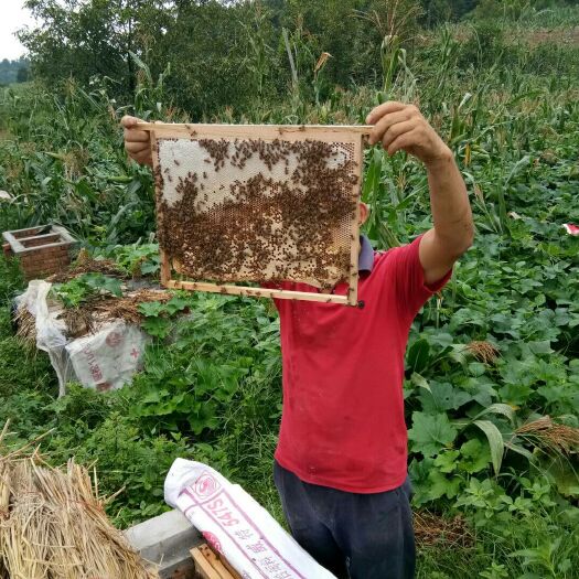 梓潼县土蜂蜜 玻璃瓶装 98% 2年