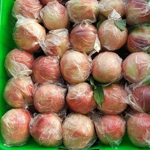 大荔县阿富白桃 70mm以上 4-5两
