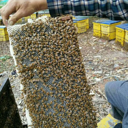 赣州荆条蜜 98% 1年 塑料瓶装