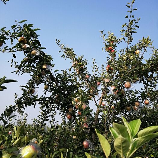 嘎啦苹果 70mm以上 翠绿 膜袋
