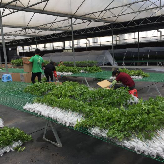 博罗县台农一号百香果苗