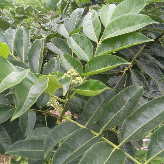 歙县吴茱萸