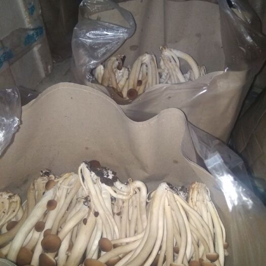 成都广昌5号茶树菇 干茶树菇 